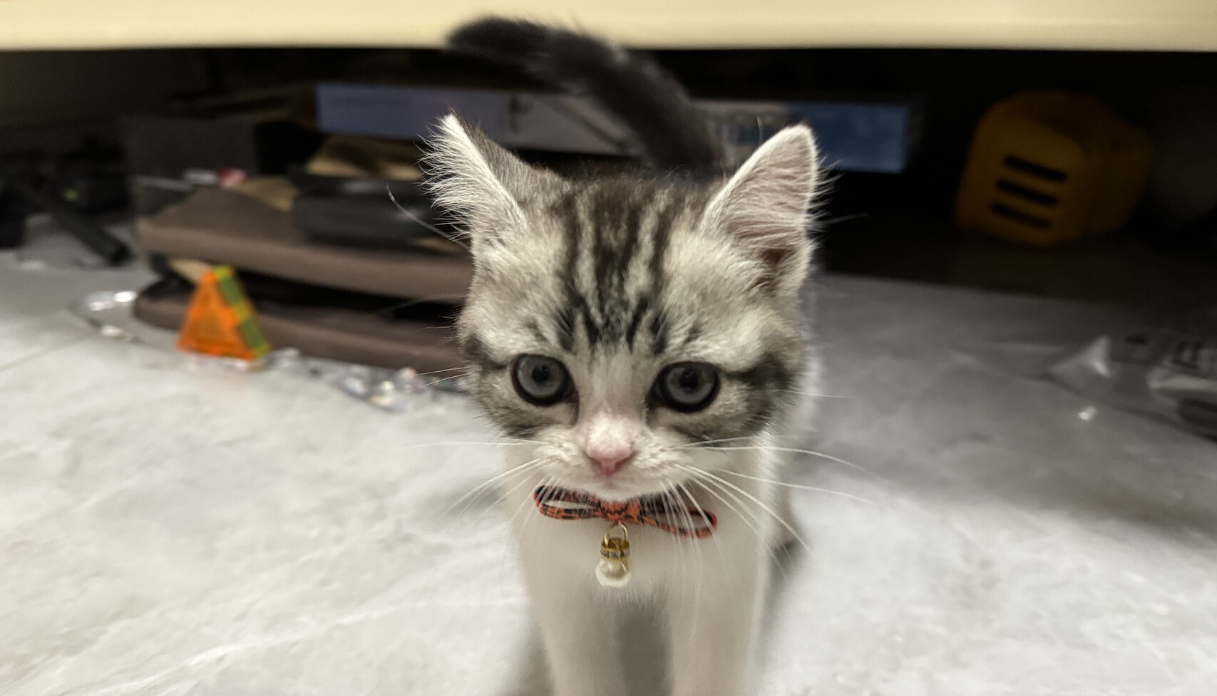 🍒 Cat Information